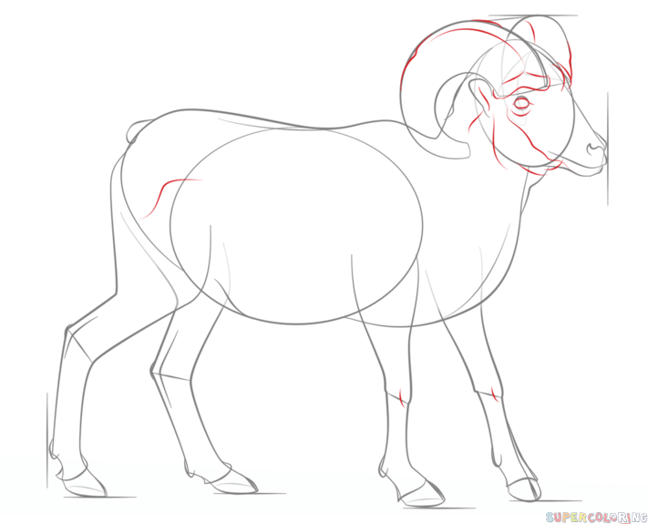 711x575 how to draw a bighorn sheep step - Bighorn Sheep Drawing