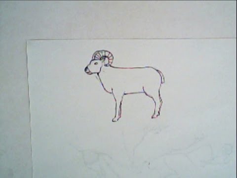 480x360 how to draw a sheep, big horn sheep - Bighorn Sheep Drawing