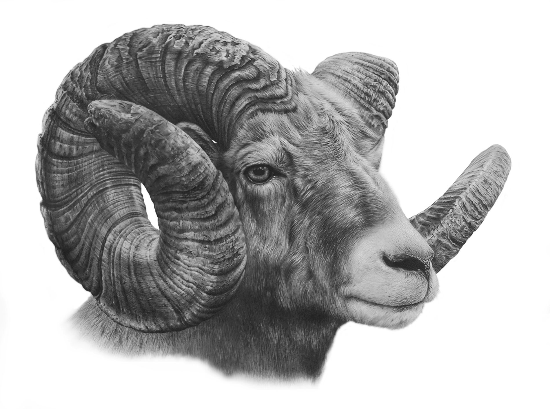 1898x1412 drawings wildlife art, pencil drawings - Bighorn Sheep Drawing