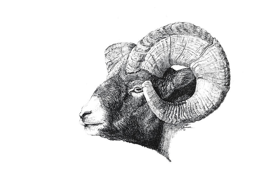 900x642 rocky mountain bighorn sheep drawing - Bighorn Sheep Drawing