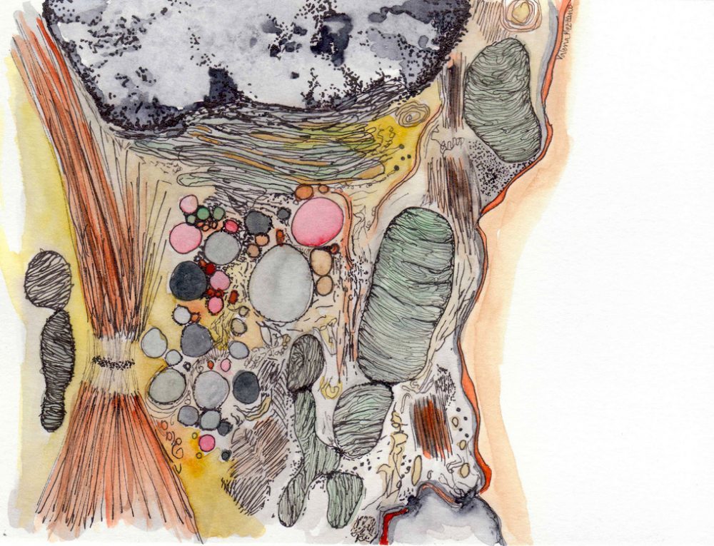 1000x765 dny member valeria m's beautiful biology drawings - Biology Drawings