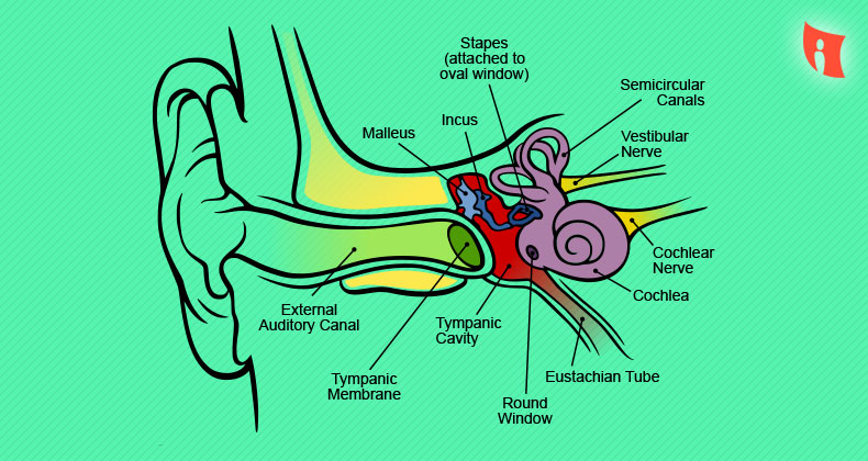 790x420 drawing biological diagrams a few rules to follow - Biology Drawings