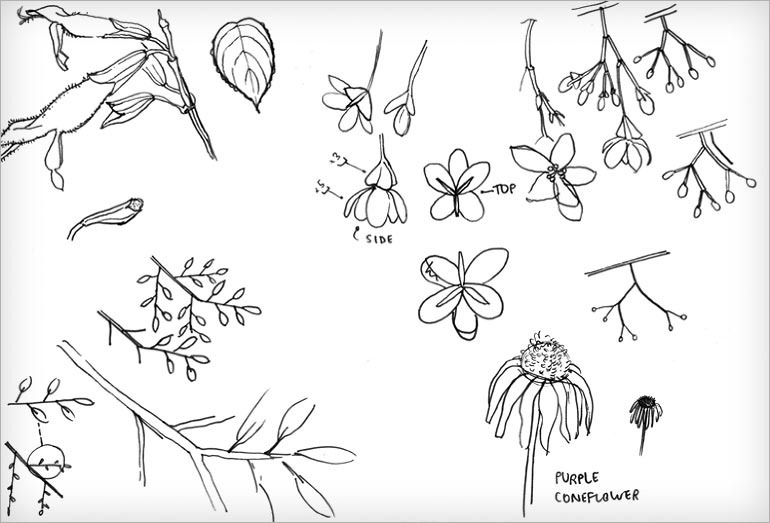 770x523 drawing a specimen - Biology Drawings