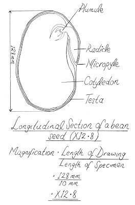 biological sketch