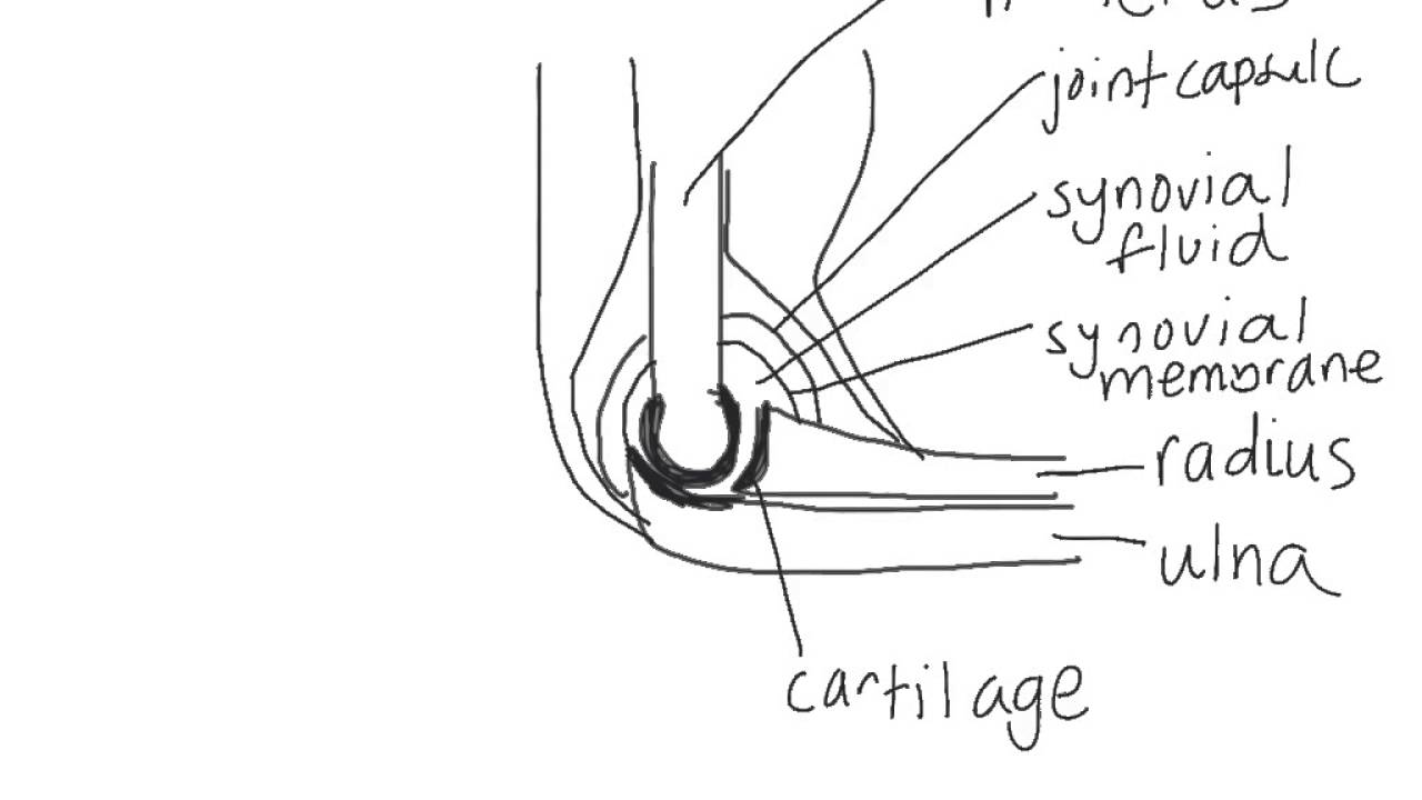 1280x720 ib biology chapter drawings - Biology Drawings