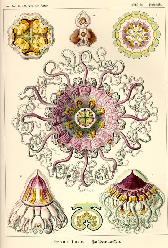 542x800 Old Science Nature Pictures Beautiful Strangely Mesmerizing - Biology Drawings