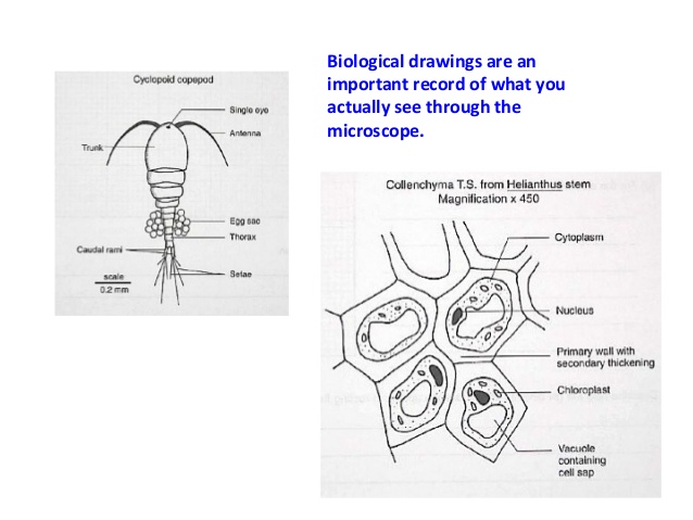 638x479 bio drawings - Biology Drawings
