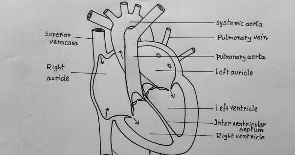 603x316 Step - Biology Drawings