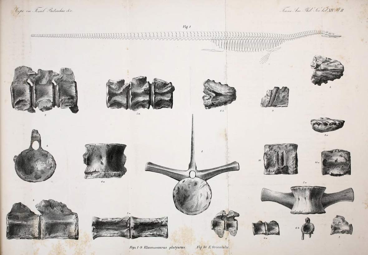 1180x817 top amazing stories behind vintage biology drawings art - Biology Drawings