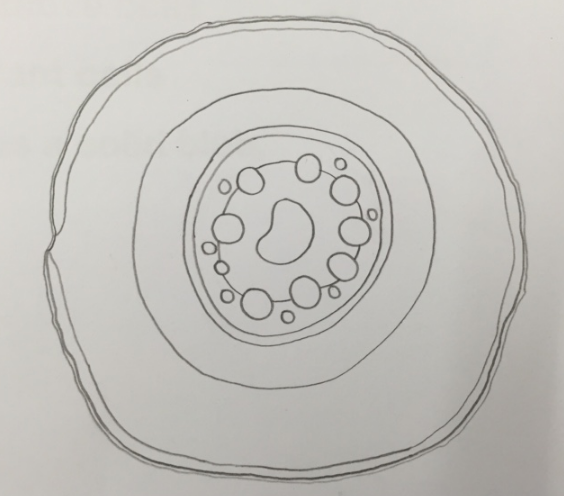 564x496 biological drawings if it's green or moves - Biology Drawings