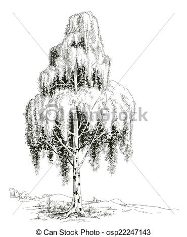 370x470 birch tree sketch vector - Birch Drawing