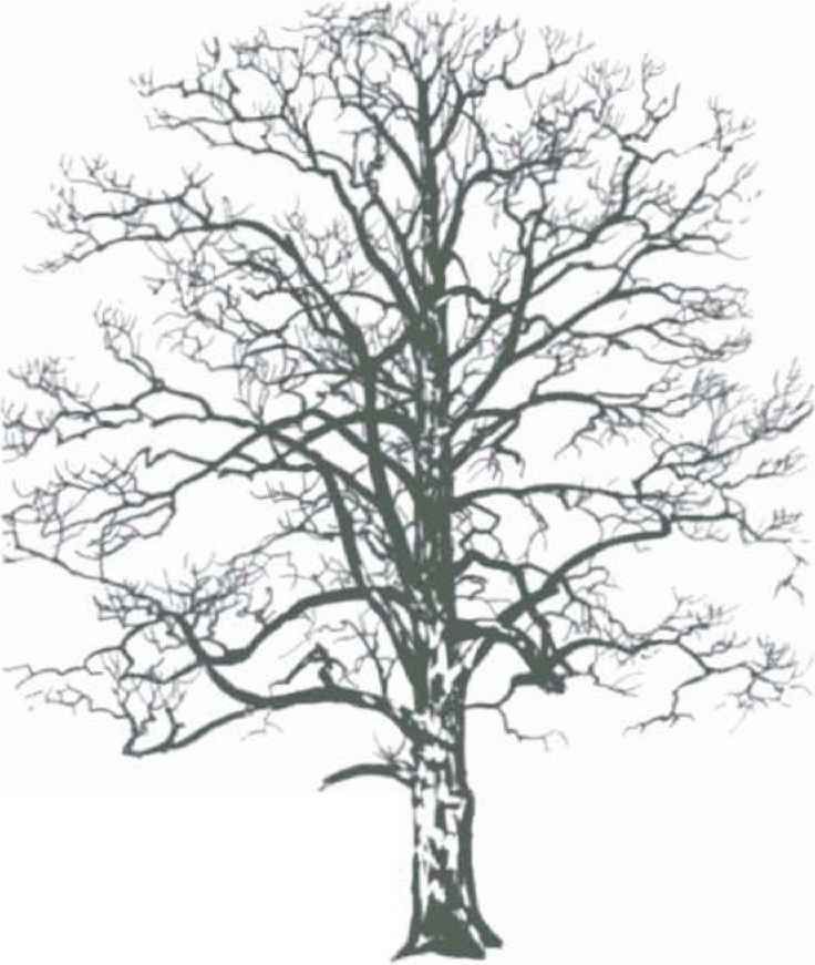 736x871 black and white birch tree silhouette drawing trees tree - Birch Drawing