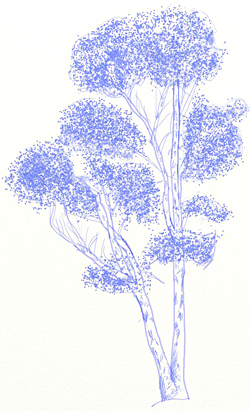 250x411 how to draw a birch tree - Birch Drawing