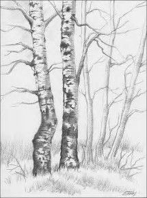 215x289 image result for tree drawings in pencil birch drawings leaves - Birch Drawing