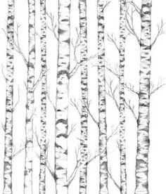 236x276 best birch images drawing trees, paintings of trees, tree - Birch Drawing