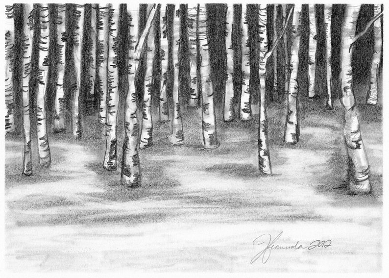 794x567 pencil drawing print birch tree wonder day etsy - Birch Drawing