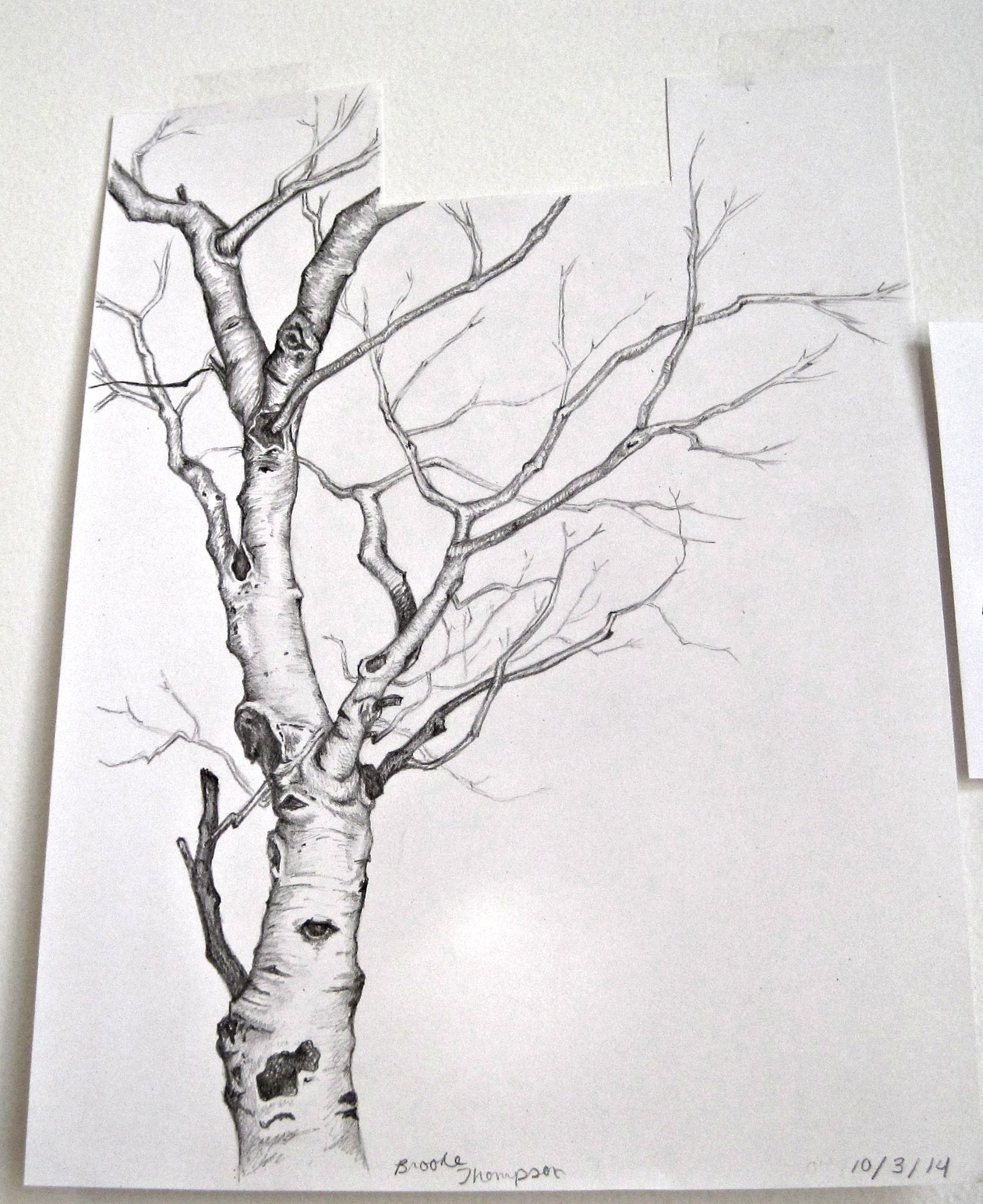 Birch Drawing at PaintingValley.com | Explore collection of Birch Drawing