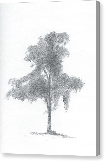 404x622 silver birch drawing number one painting - Birch Drawing