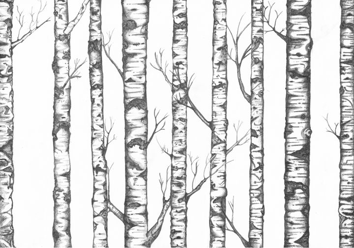 Birch Drawing at Explore collection of Birch Drawing