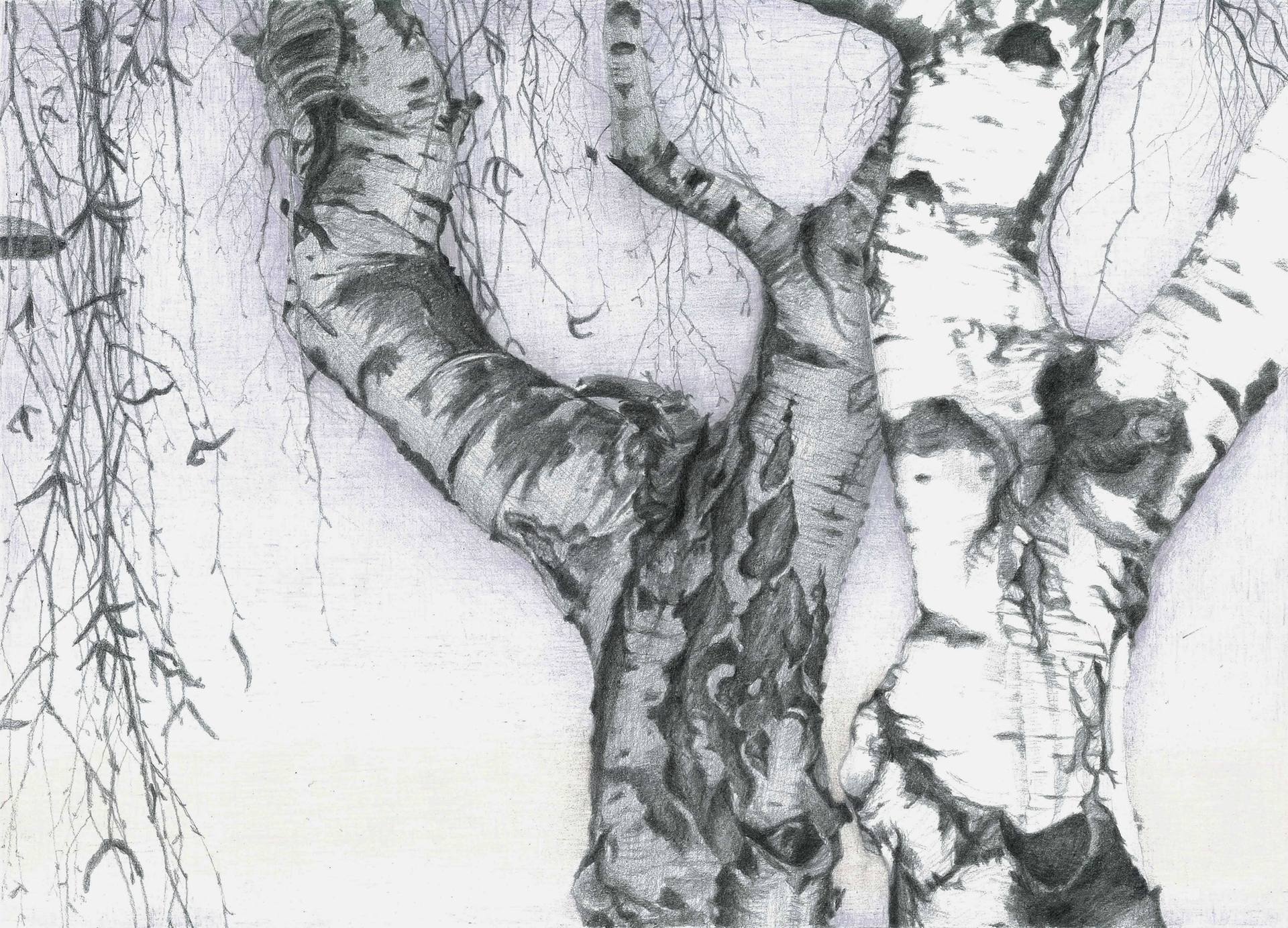 1920x1383 urban birches - Birch Drawing