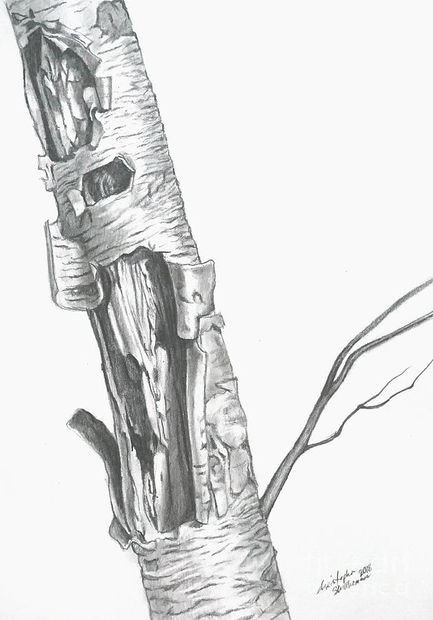 629x900 wild single birch tree drawing - Birch Drawing