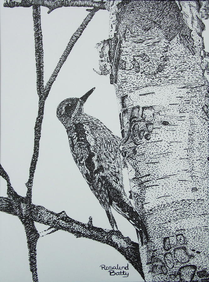 666x900 woodpecker on a silver birch tree drawing - Birch Drawing