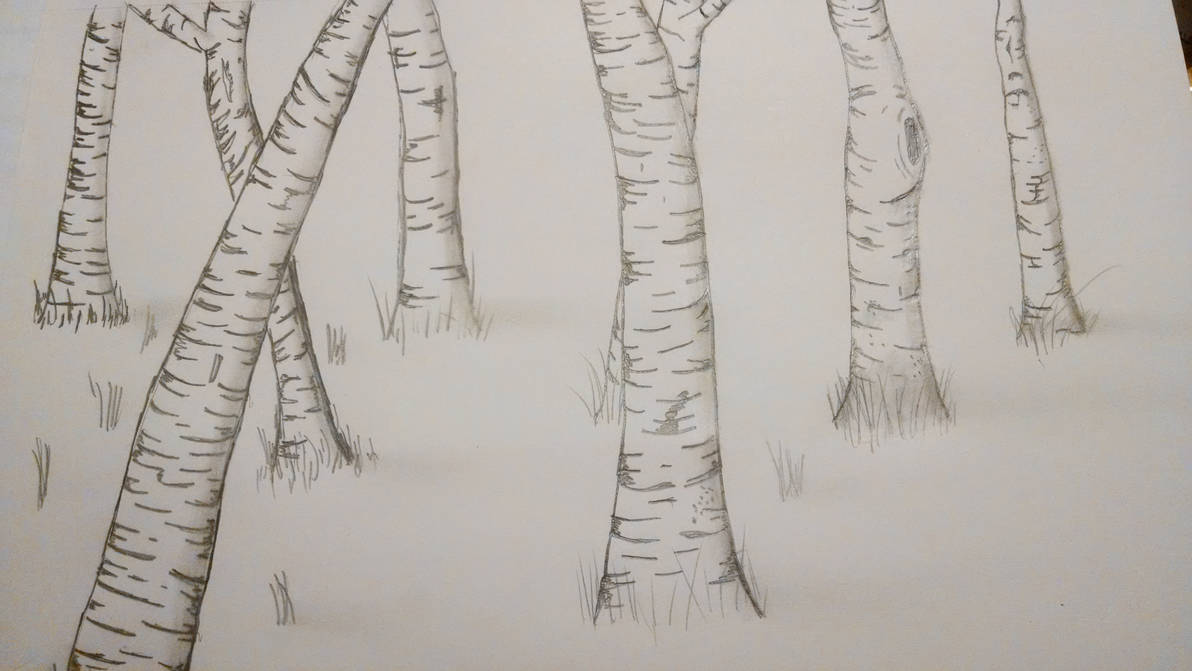 1192x671 birch tree drawing - Birch Drawing