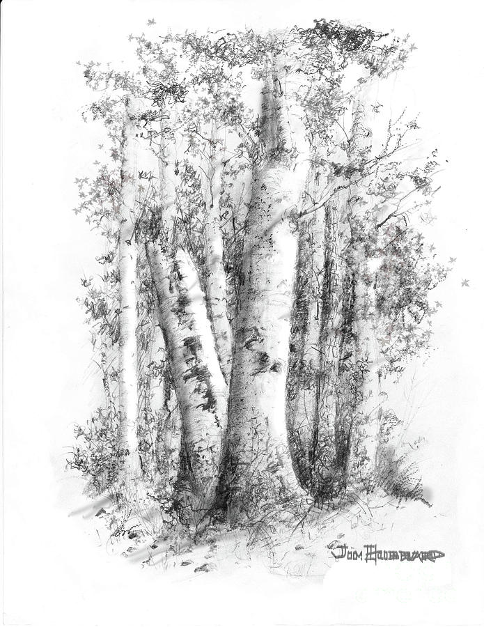 695x900 american white birch drawing - Birch Drawing