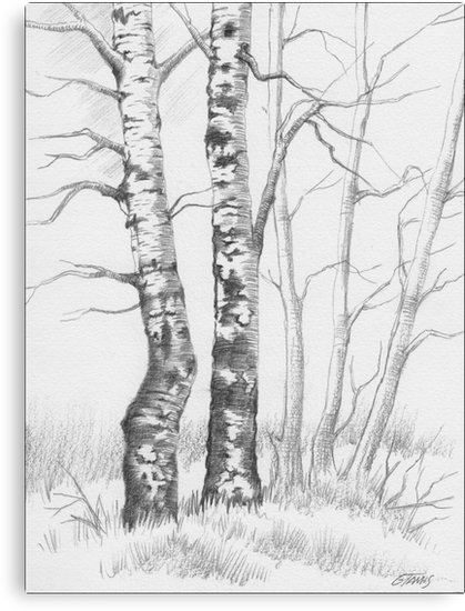 419x550 birch tree canvas print - Birch Drawing