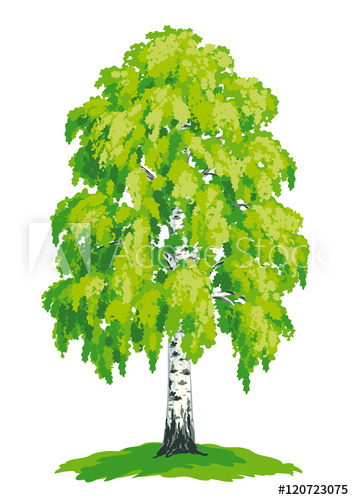 354x500 Birch Tree - Birch Tree Drawing