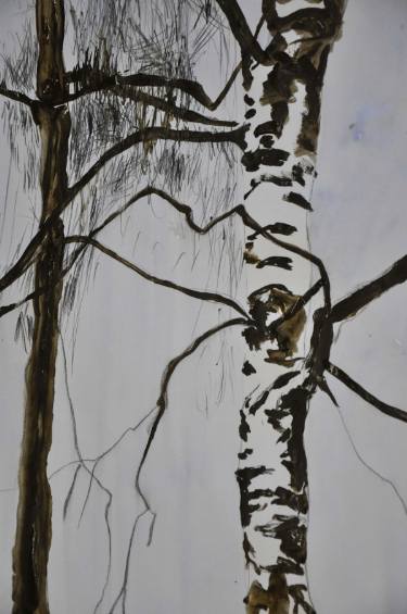 375x565 Birch Tree Drawing - Birch Tree Drawing