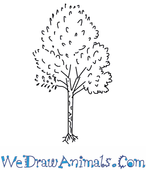 300x350 How To Draw A Birch Tree - Birch Tree Drawing