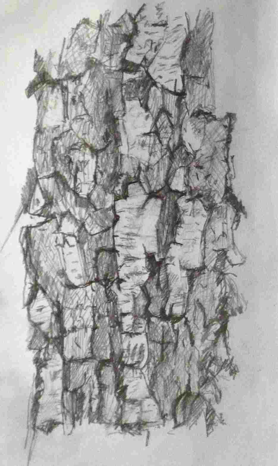 935x1565 Pencil Tree Sketches - Birch Tree Drawing