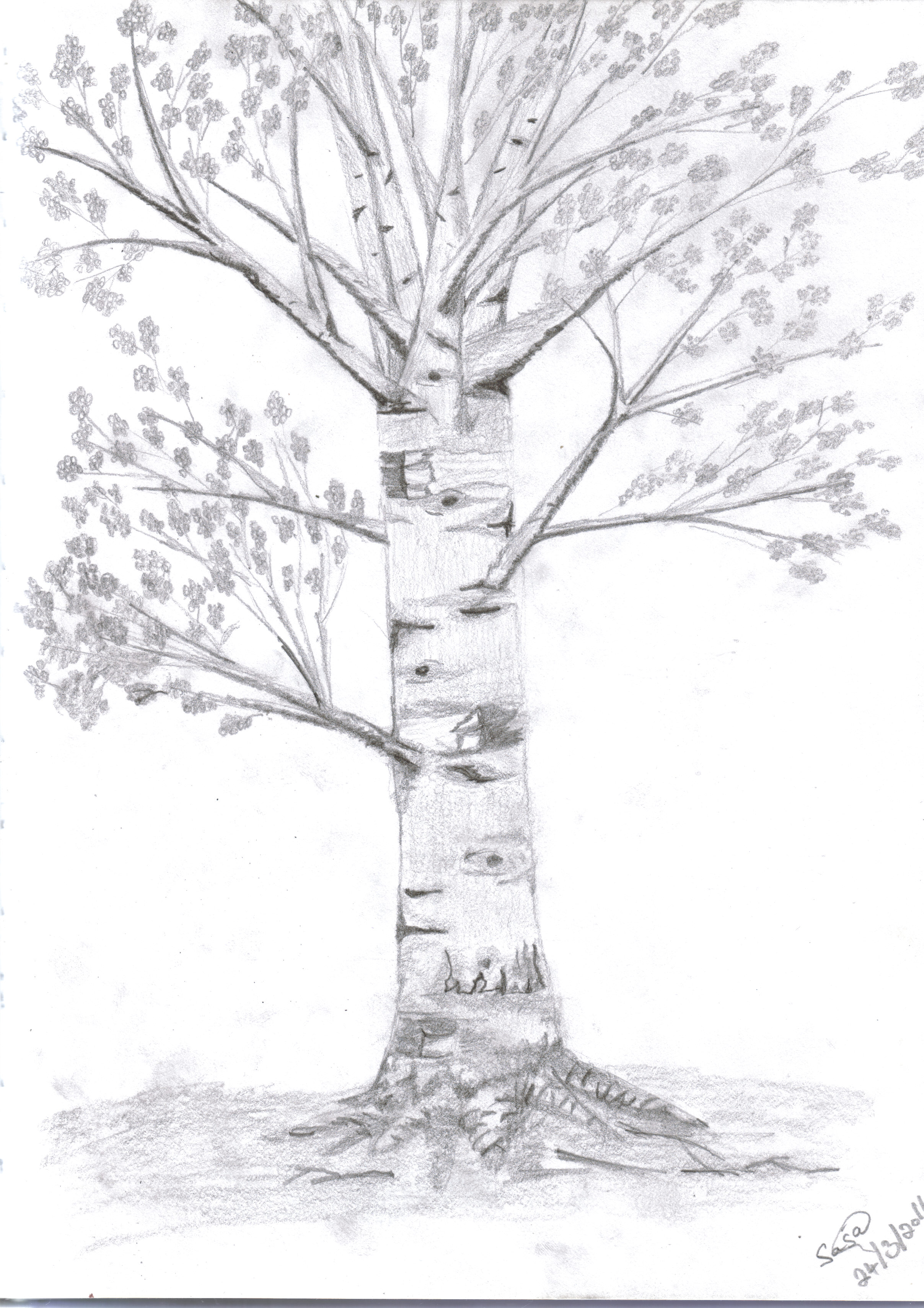 Birch Tree Drawing at Explore collection of Birch