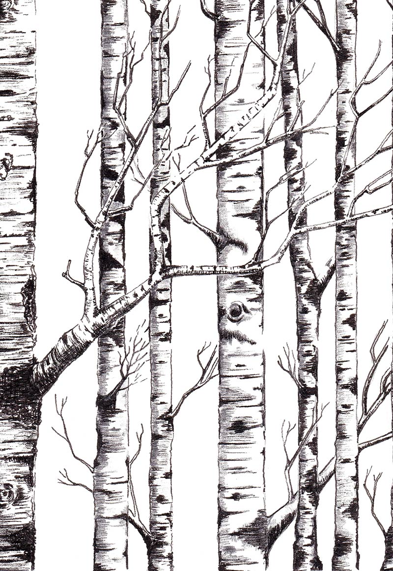 Birch Tree Drawing at Explore collection of Birch