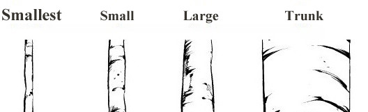 528x161 The Gloom Of Drawing Just Cleared Up Beautifully! How To Draw - Birch Tree Drawing