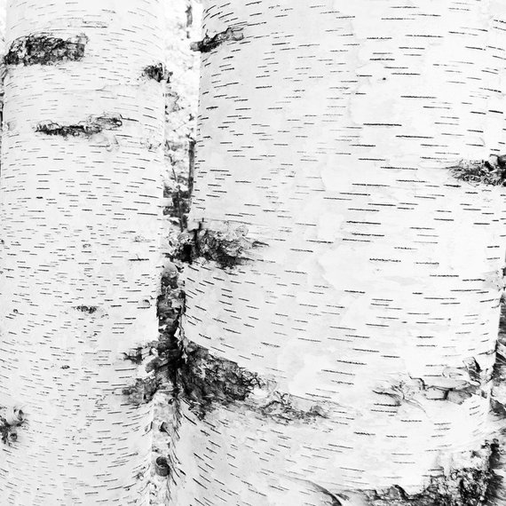570x570 White Birch Trees Bark Photo Print Black And White Trees Etsy - Birch Tree Drawing