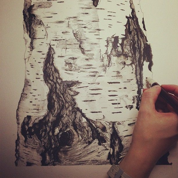 Birch Tree Drawing at PaintingValley.com | Explore collection of Birch