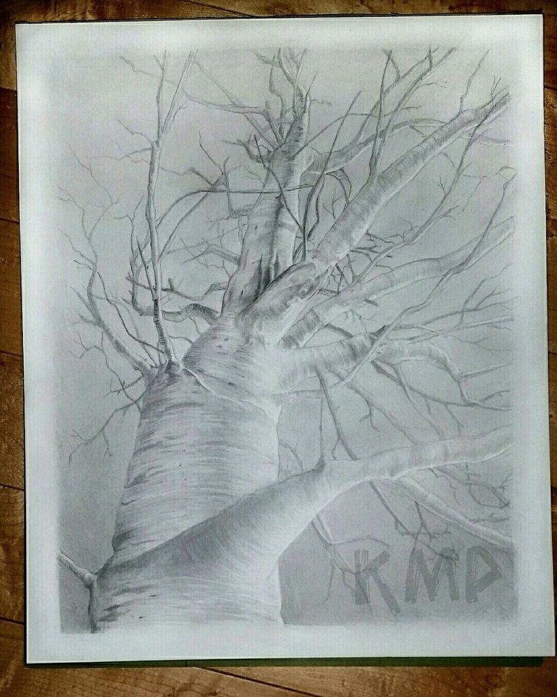 794x993 Birch Tree Drawing Etsy - Birch Tree Drawing