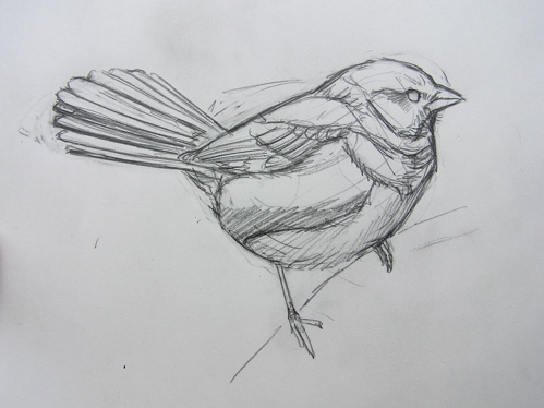 499x374 Bird Anatomy Drawing - Bird Anatomy Drawing