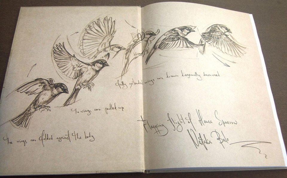 960x597 Bird Anatomy For Artists Nhbs Academic Professional Books - Bird Anatomy Drawing