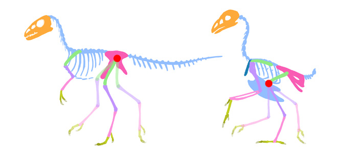 700x308 How To Draw Birds Step - Bird Anatomy Drawing