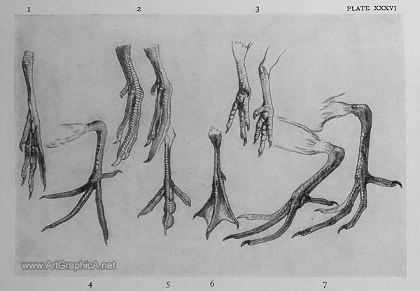 600x415 How To Draw Birds - Bird Anatomy Drawing
