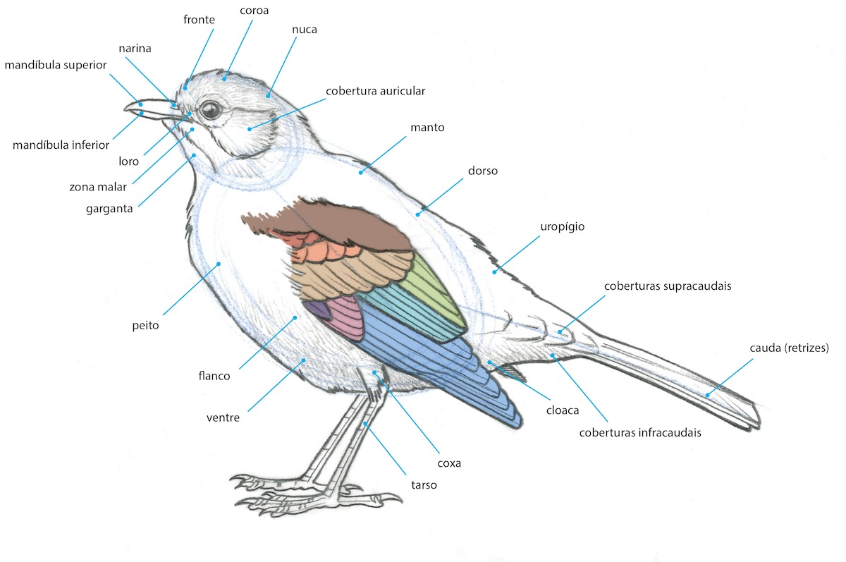 Форма и размеры головы птицы. Анатомия птиц. Анатомия птицы для детей. Мышцы птиц. Мышцы птицы анатомия.