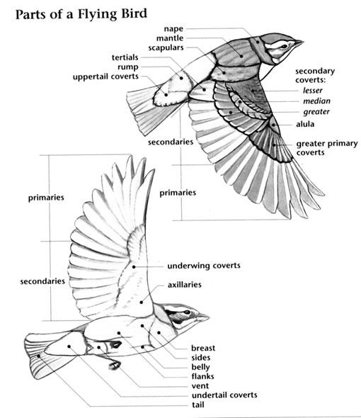 510x590 Anatomy Animals Bird Sketch, Bird - Bird Anatomy Drawing