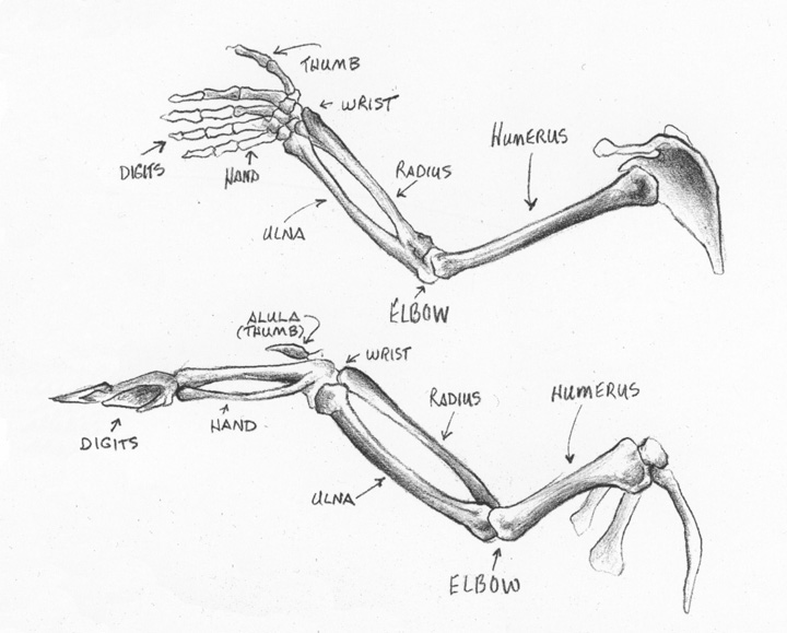 720x579 Sandy Scott Art - Bird Anatomy Drawing