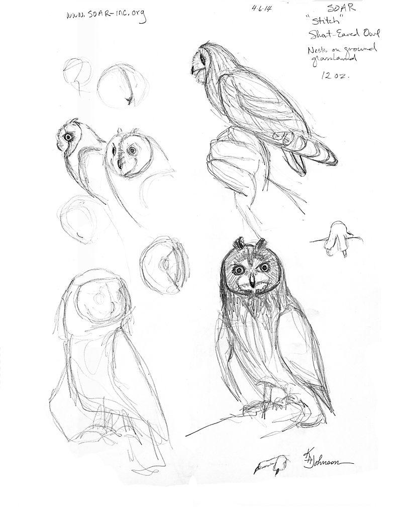 792x1008 Shorteared Owl Picture How To Draw An Owl, How To Draw Birds - Bird Anatomy Drawing