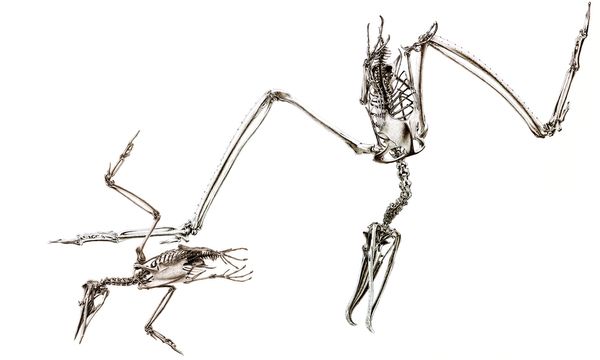 600x360 Anatomy The Bird Stripped Bare Nature - Bird Anatomy Drawing