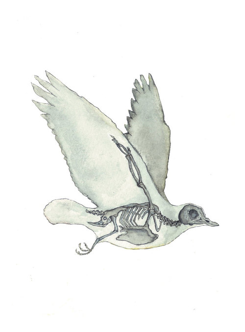 500x678 Bird, Skeleton, Anatomy, Pigeon, Print, Watercolor Painting - Bird Anatomy Drawing