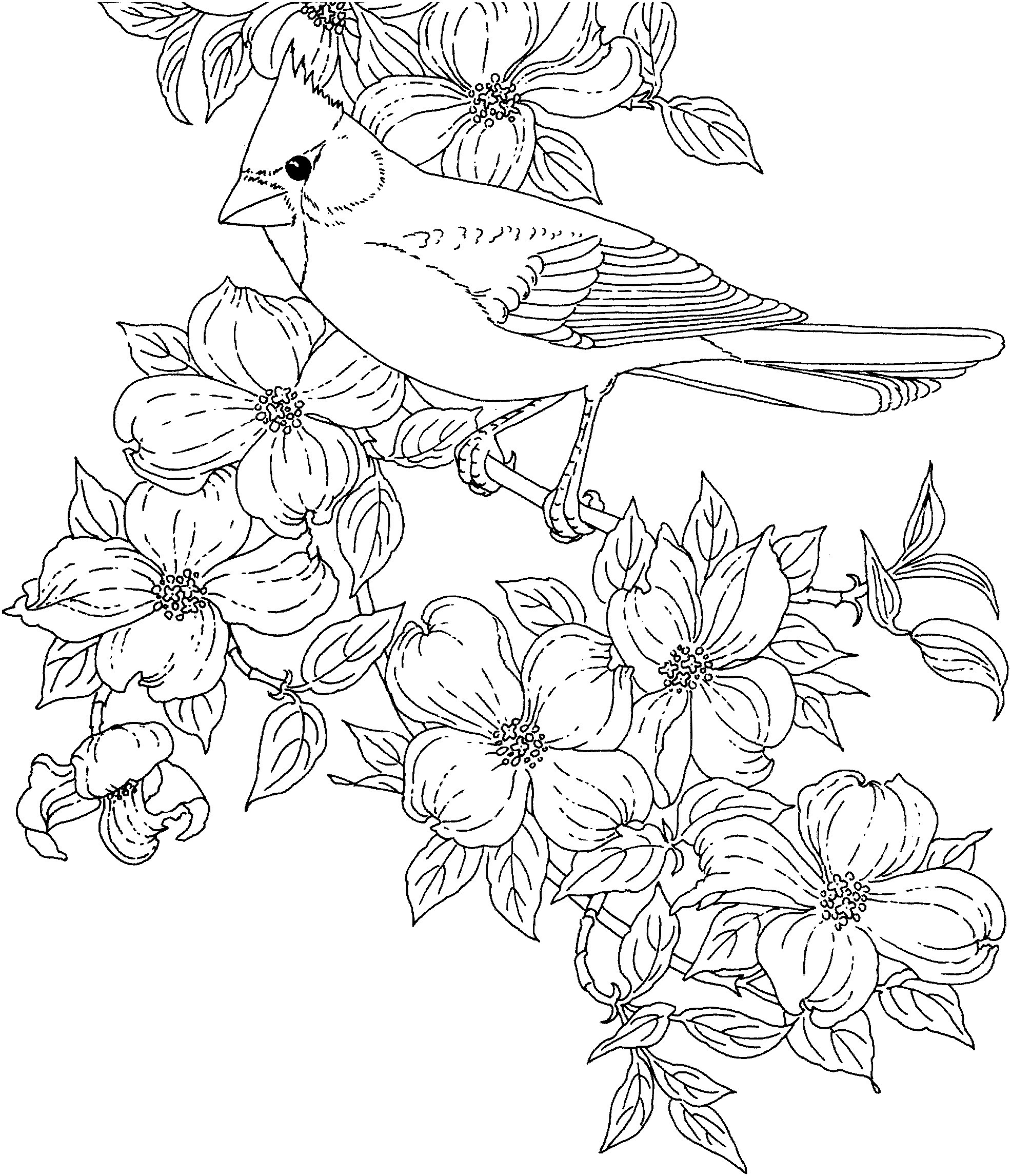 1971x2292 Coloring Pages Bird Of Paradise Refrence Bird Paradise Flower - Bird And Flower Drawing